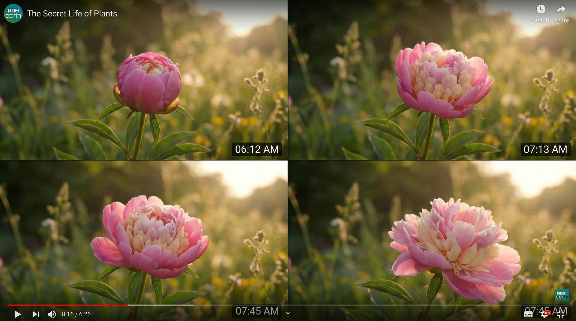 小马拉大车植物视频